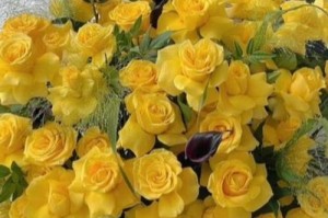 黄玫瑰开花时间及特点（春夏季节黄玫瑰盛开，花期长达数月）