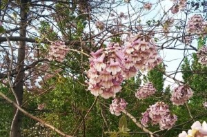 梧桐花（倾听梧桐花的诗意，感受大自然的馈赠）