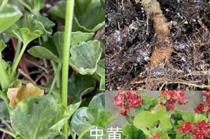 冬天天竺葵黄叶的原因与处理方法（寻找破解天竺葵黄叶之谜的关键）