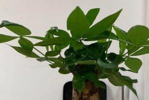 用酱油水浇发财树？这些你需要知道的！（酱油水浇发财树的方法、效果、注意事项等）