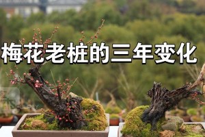 冬天怎么养梅花枝（寒冬傲雪迎春，梅花盛放）