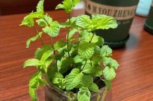 如何以薄荷爆盆，轻松享受清新香气（新鲜薄荷，盆栽养护小技巧）