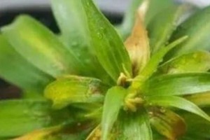 兰花叶子变黄的原因与处理方法（揭秘兰花叶子变黄的神秘原因，教你有效解决问题）