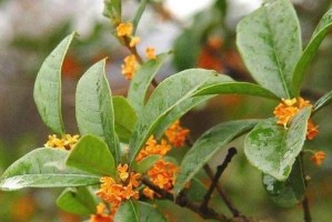 如何正确修剪桂花？（从枝叶修剪到整形，教你打造美丽桂花。）