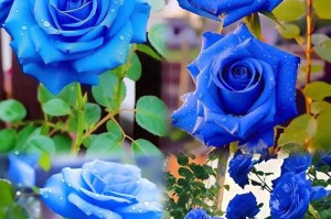 如何养护蓝玫瑰？（关键步骤和技巧助你打造独一无二的花园）