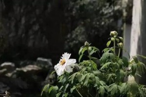 怎样选择适合死者的花束（在悼念中表达深情——给逝者的花束选购指南）