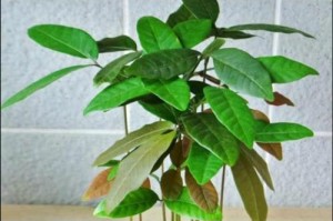 桂圆种子的养护与种植技巧（打造美丽盆景，一起来种植桂圆吧！）