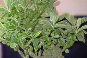 麒麟掌保暖的奥秘与方法（探究麒麟掌的保暖效果及其关键要素）
