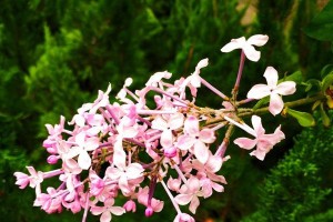 如何选择适合种植丁香花的地方（地点、土壤和日照是关键）