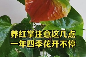 红掌开完花后的养护技巧（让你的红掌更加芳香绽放）