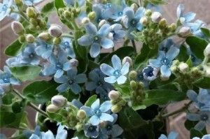 多年生盆栽花卉的种类和养护技巧（探索多年生花卉的魅力，打造独具风格的室内花园）