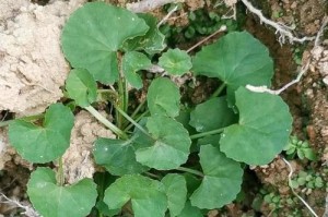 疙瘩草，美丽的野生花卉（探秘疙瘩草的花形、叶形、生态习性及药用价值）