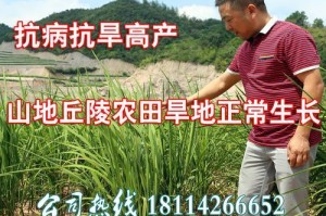 糯稻究竟是裸子植物吗？（揭开糯稻真正的身份）