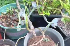 家庭养殖兰花的夏季护理技巧（打造舒适生长环境，让兰花绽放夏日之美）
