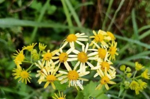 菊花无根生存之道（菊花的适应性与生存机制）