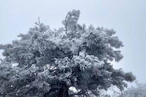 雾松养殖的方法和注意事项（助您打造绿色家园，健康生活从这里开始）