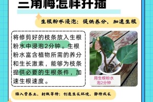 三角梅扦插技巧分享（掌握正确的泡生根粉方法，让三角梅轻松生根）