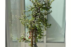 以马齿观养护指南（了解以马齿观的特点与养护要点，助您打造美丽的庭院花园）