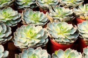 石莲多肉植物的养护秘籍（打造美丽多肉花园的关键技巧）