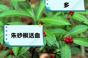 以朱砂根怎么留种子（培养朱砂根的步骤和技巧）