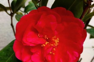 山茶种植全攻略（品种选择、土壤要求、水肥管理、病虫害防治，快速打造美丽庭院）
