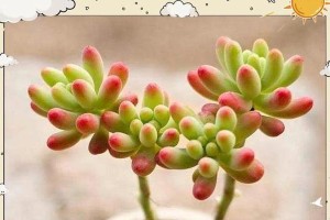 如何控制小多肉的徒长（从零开始掌握多肉植物修剪的技巧）
