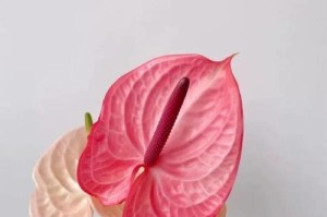如何拯救干枯的粉掌花（干枯粉掌花恢复生机的关键方法及技巧）