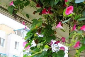 如何科学浇水，让牵牛花健康成长（牵牛花浇水的正确时间和方法，让您的花朵更加美丽）