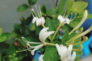 金银花扦插技巧（最佳时间、步骤及注意事项）
