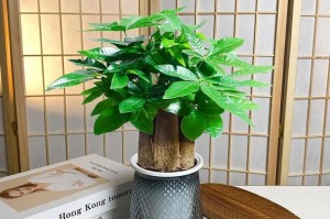 发财树盆栽的选择与养护（选对盆才能让发财树发扬光大）
