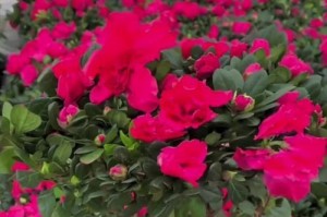 木本杜鹃花的养殖技巧与注意事项（打造鲜花盛开的美丽花园）
