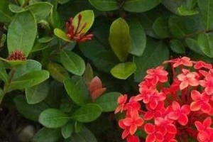 如何养植仙丹花，打造绚丽花园（仙丹花栽培与护理全指南，打造独一无二的花园景观）