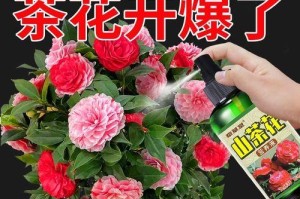 茶花树枯枝的处理方法（如何有效地处理茶花树枯枝？-）