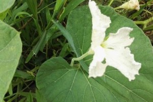 葫芦兰开花时间和特点（探究葫芦兰的花期和花朵特征）