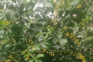 探秘米兰花朵开放之谜（米兰花朵不开反而掉落，神秘原因揭晓！）