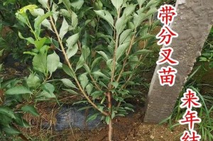 李子树的耐寒能力与种植技巧（探究李子树对低温的适应能力及提高耐寒性的方法）