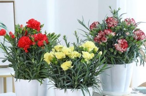 康乃馨花的养护及养殖方法（轻松培育美丽康乃馨，让花园更加迷人）