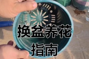 绿萝花盆坏了，没有花盆怎么办？（解决绿萝花盆问题的创意方法及技巧）