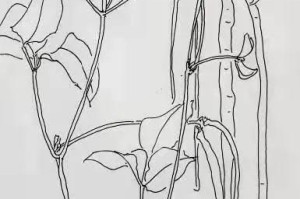 豆角的生长过程（从种植到收获，一步步了解豆角生长）