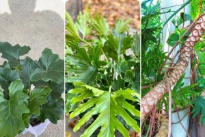冬季树叶盆栽的养护指南（室内盆栽植物如何在寒冷的冬季中生长茁壮）