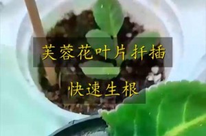 芙蓉花叶子干黄的原因及治理方法（探讨芙蓉花叶子枯黄的成因和有效的护理措施）