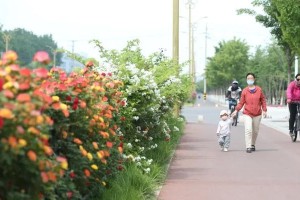 在马路边创造美丽（马路边种植花卉，打造城市美丽新景）