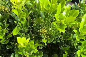 米兰四季花园（探寻米兰开花奇迹，一年四季花香不断）