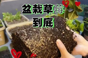 盆栽草莓种子栽培指南（从种子到丰硕的草莓收获，教你一步步种植盆栽草莓）