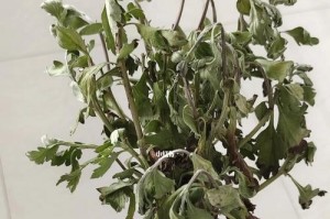 大丽花为何会蔫了？（探寻大丽花蔫萎的原因与解决方法）