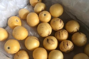 究竟哪里的人参果最好吃？（探寻人参果产地的秘密）