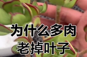 多肉熟叶怎么利用？（以多肉熟叶为原材料制作创意多肉盆景）