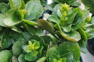 长寿花茎叶发黄怎么办？（解决长寿花茎叶发黄的有效方法）