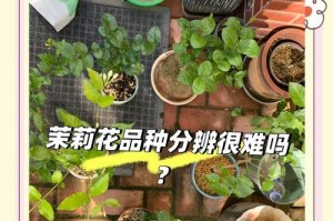 花叶尖为什么会变黑？（探寻花叶尖变黑的原因及解决办法）