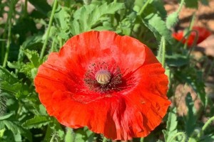 探寻和虞美人般相似的花（寻找花海中的“虞美人”，揭秘那些神秘迷人之处）